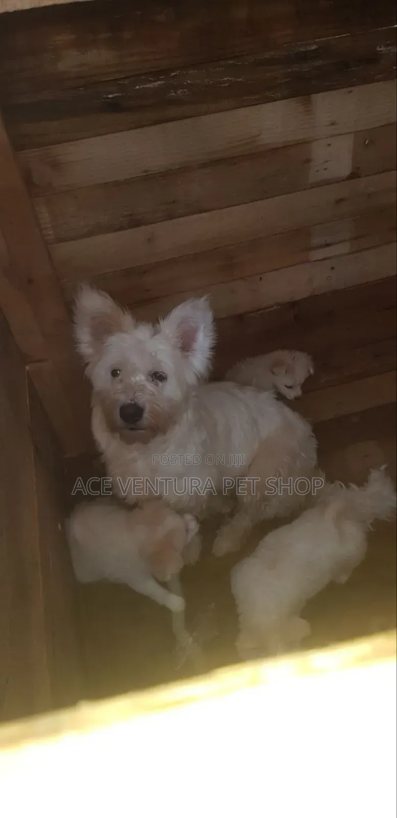 1-3 months Male Purebred Maltese