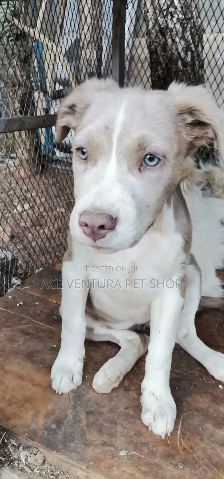 1-3 months Male Purebred Maltese