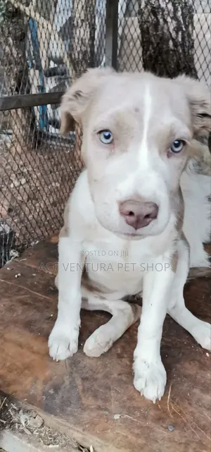 1-3 months Male Purebred Maltese