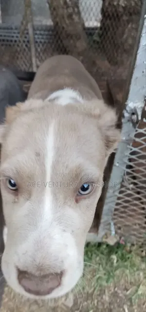 1-3 months Male Purebred Maltese
