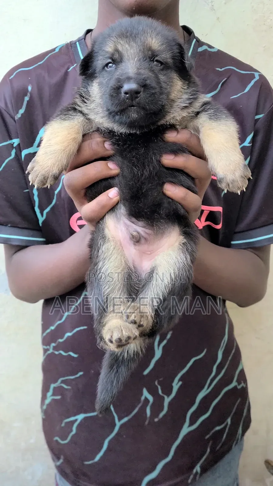 0-1 month Male Purebred German Shepherd