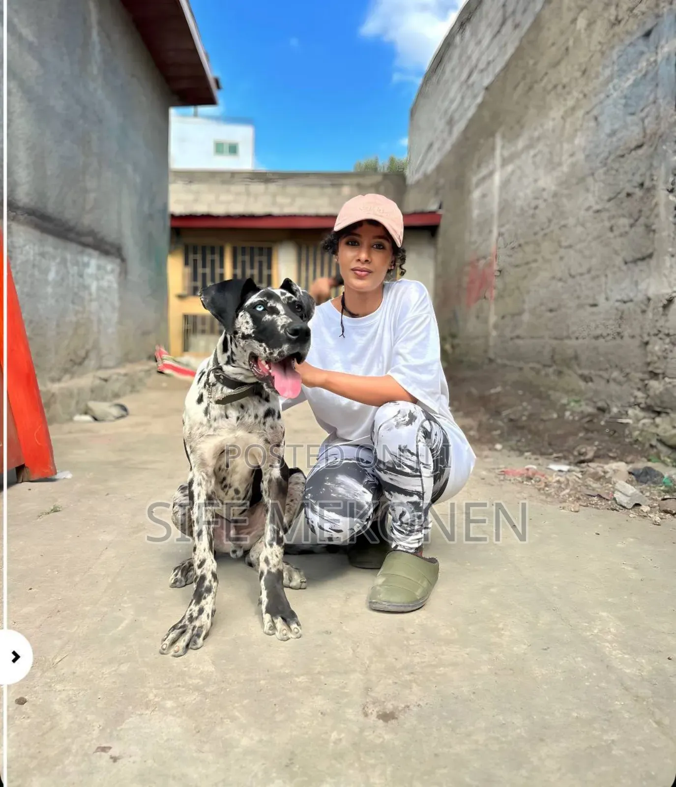 3-6 months Male Purebred Great Dane