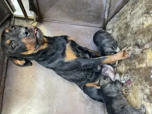 1-3 months Male Mixed Breed Rottweiler