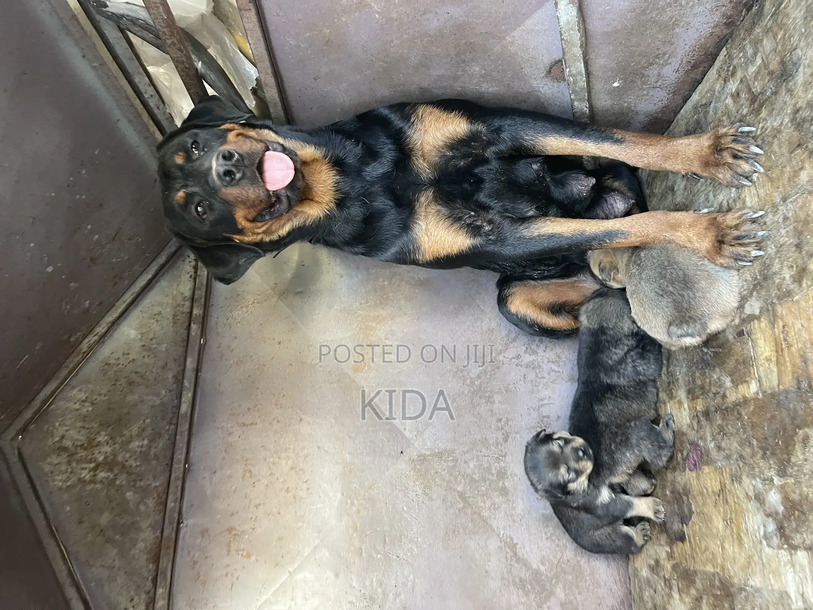 1-3 months Male Mixed Breed Rottweiler