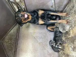 1-3 months Male Mixed Breed Rottweiler