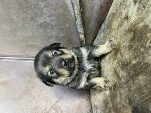 1-3 months Male Mixed Breed Rottweiler