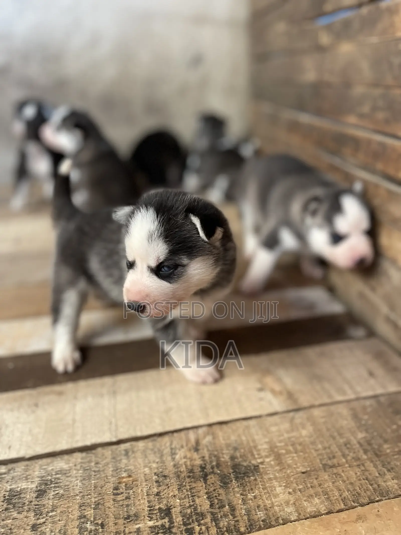 1-3 months Male Purebred Siberian Husky