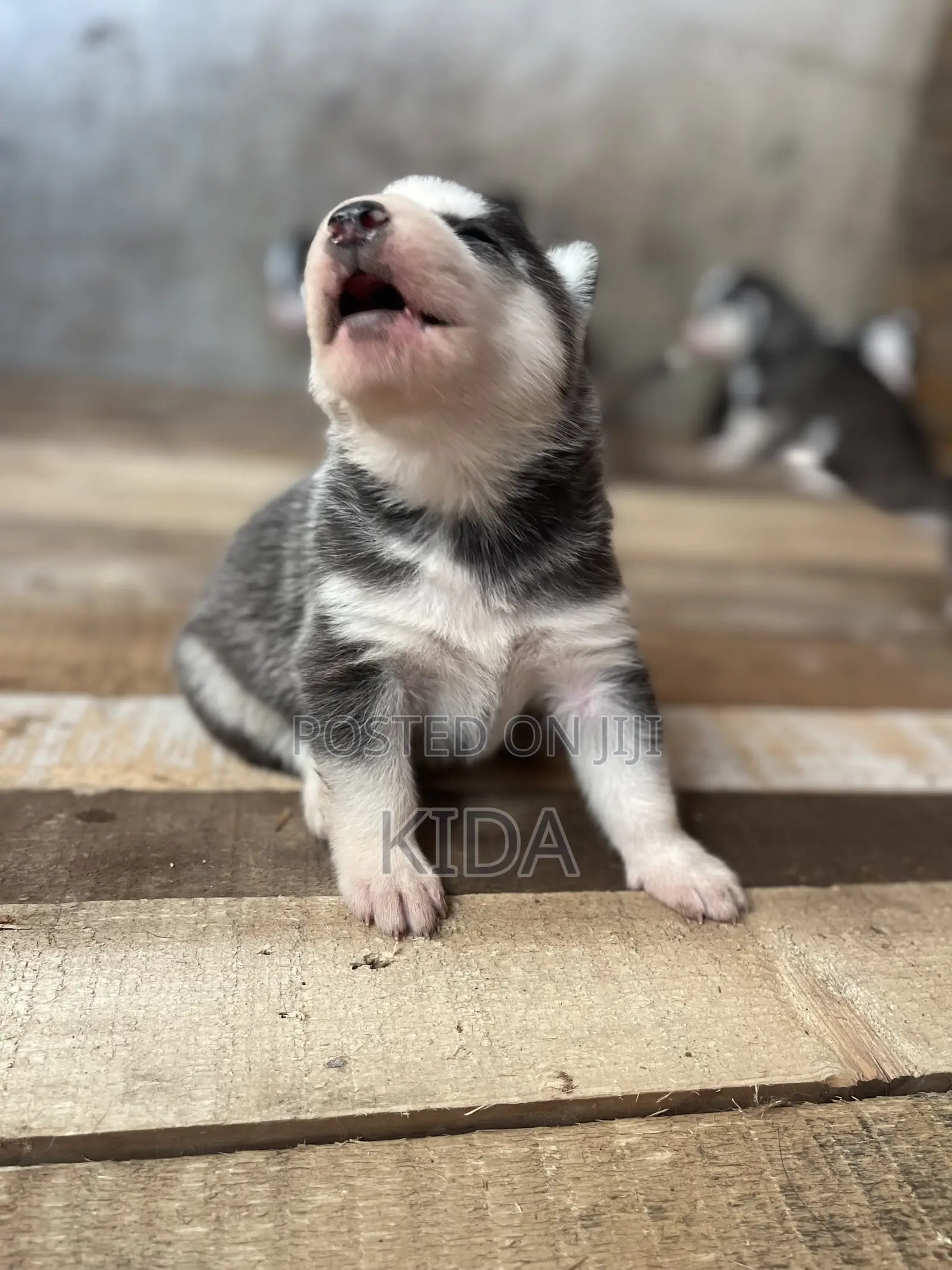 1-3 months Male Purebred Siberian Husky