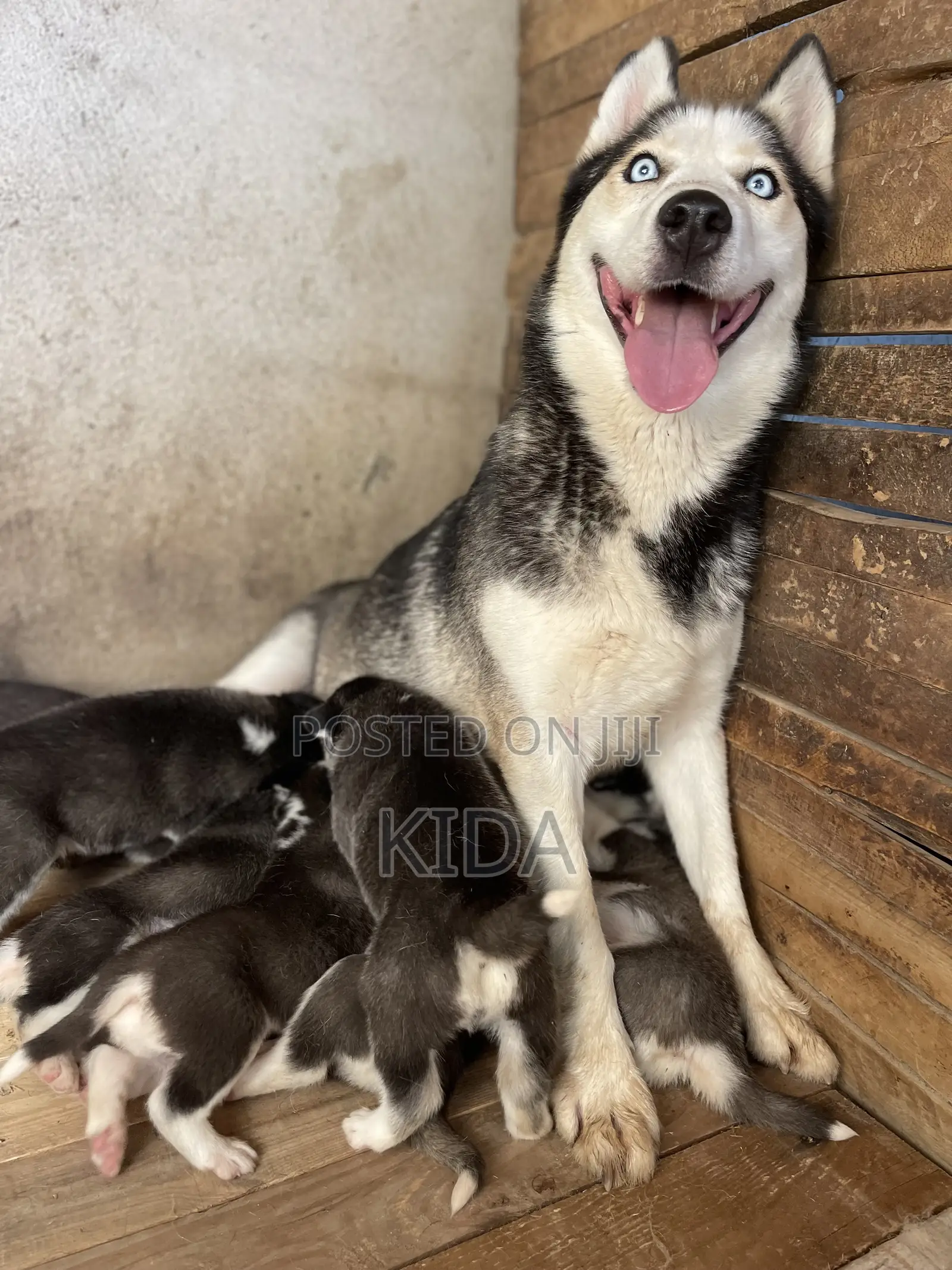 1-3 months Male Purebred Siberian Husky