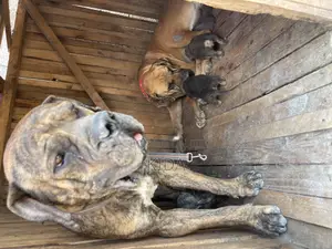 1-3 months Male Purebred Boerboel