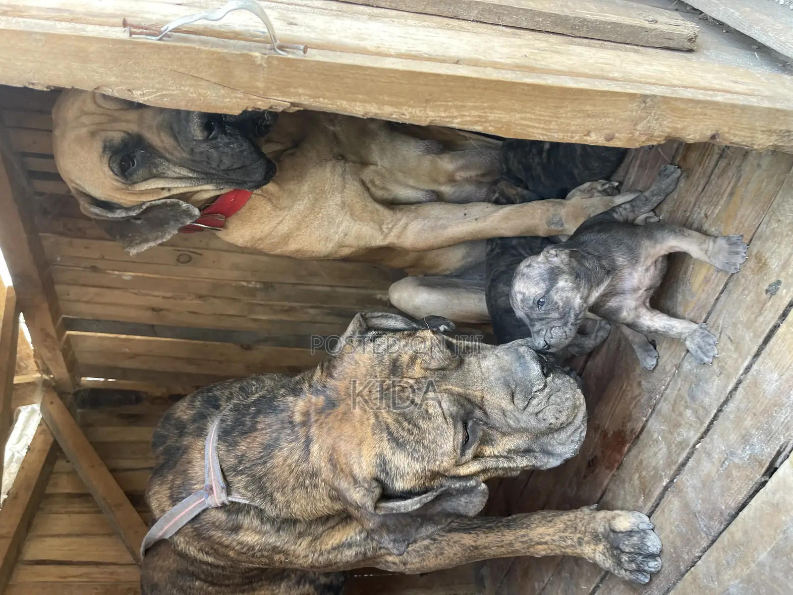 1-3 months Male Purebred Boerboel