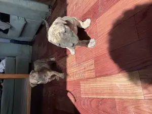 1-3 months Male Purebred Boerboel