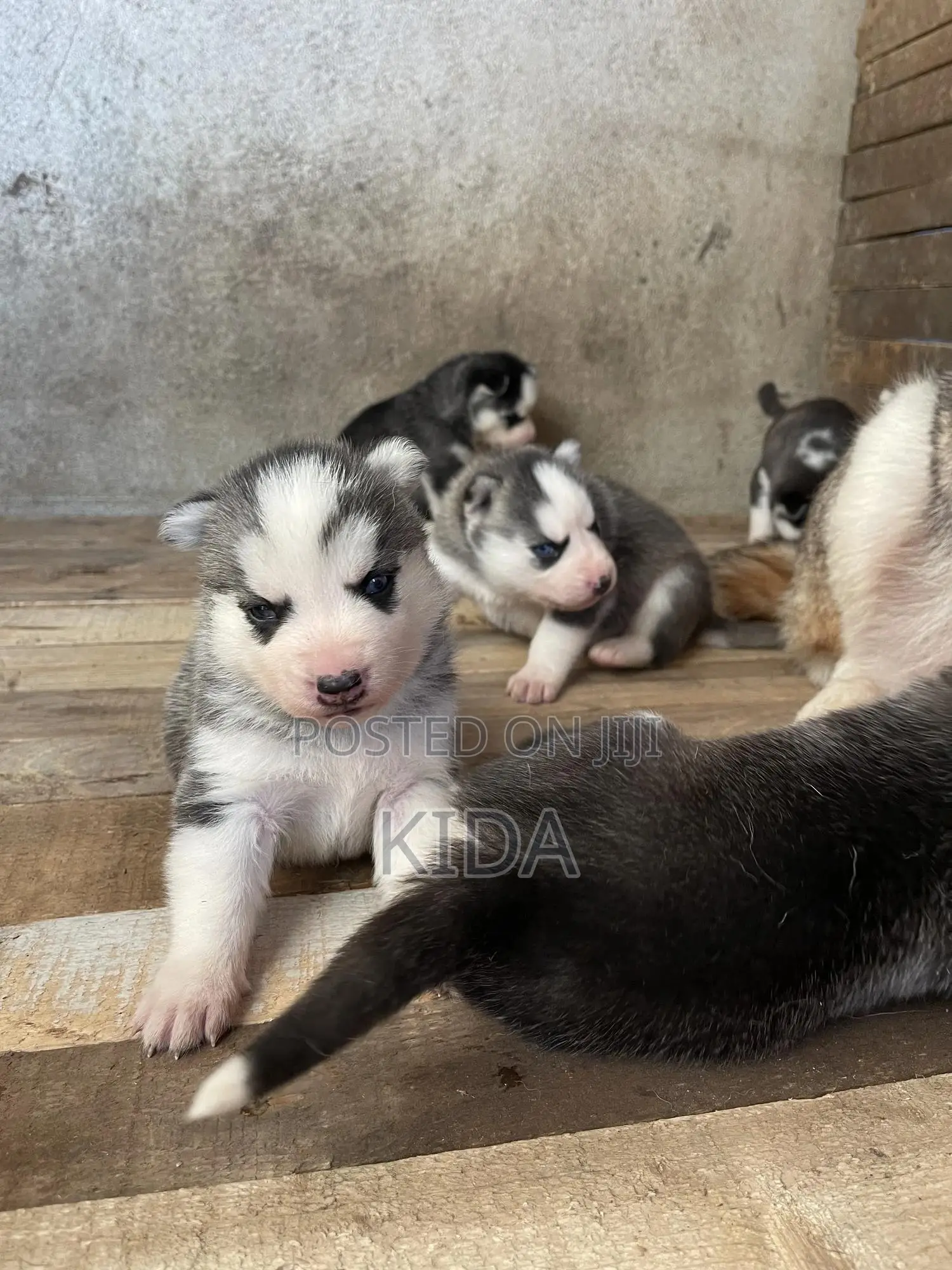 1-3 months Male Purebred Siberian Husky