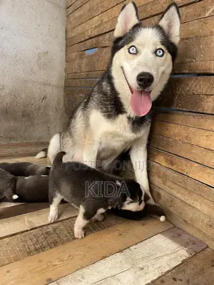 1-3 months Male Purebred Siberian Husky