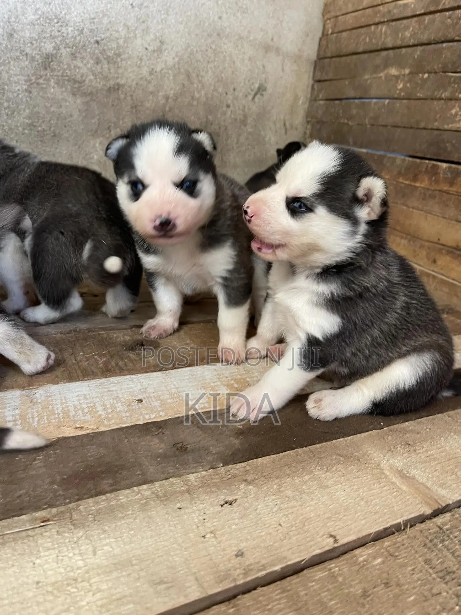 1-3 months Male Purebred Siberian Husky