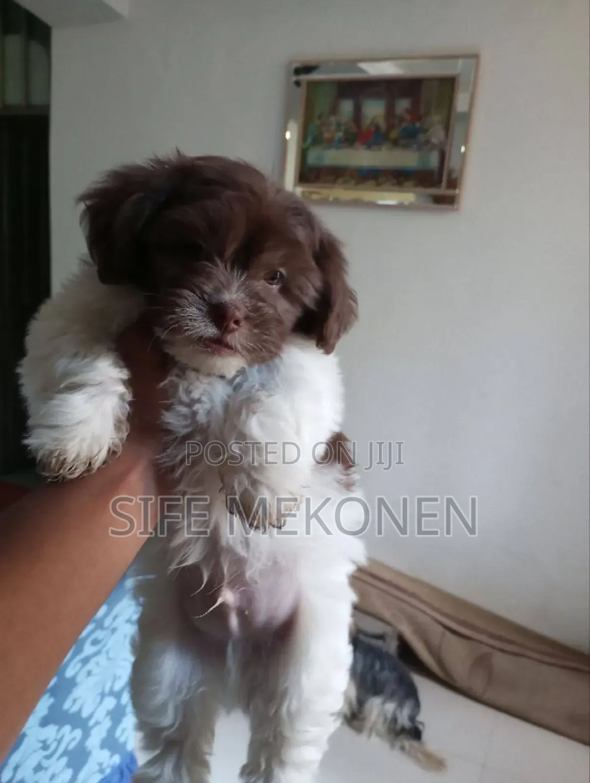 1-3 months Male Purebred Shih Tzu