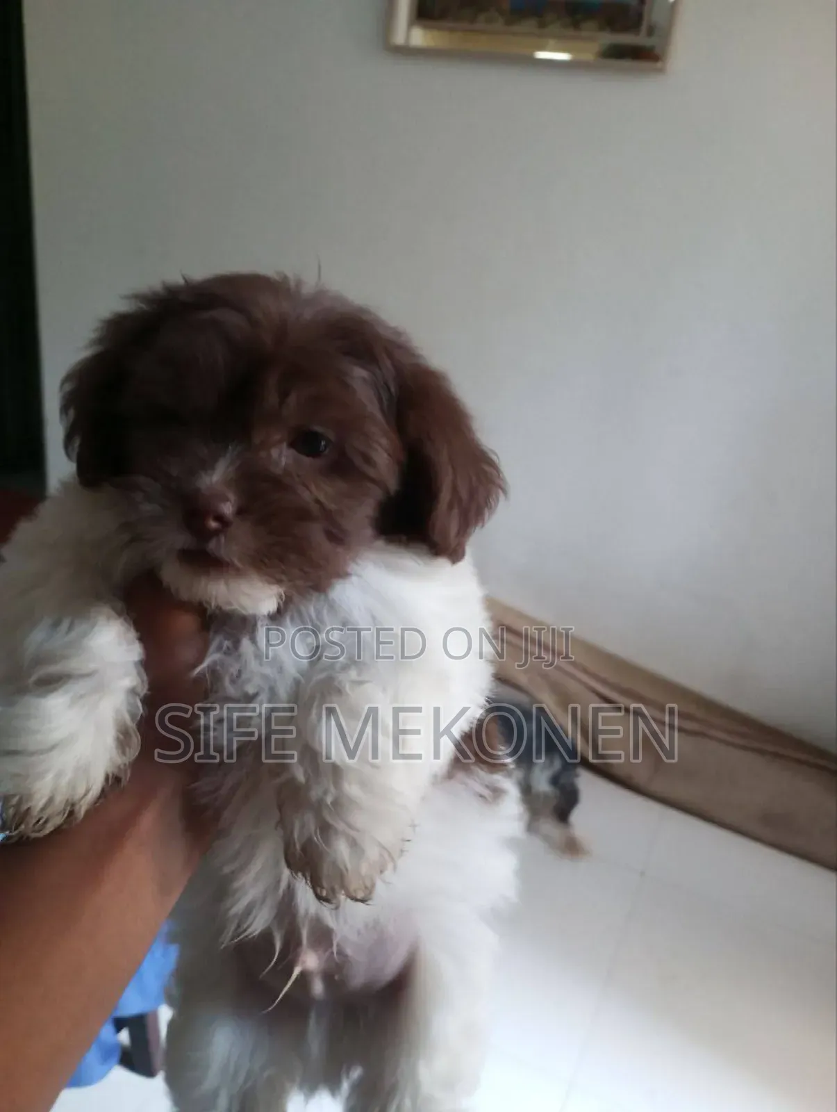 1-3 months Male Purebred Shih Tzu