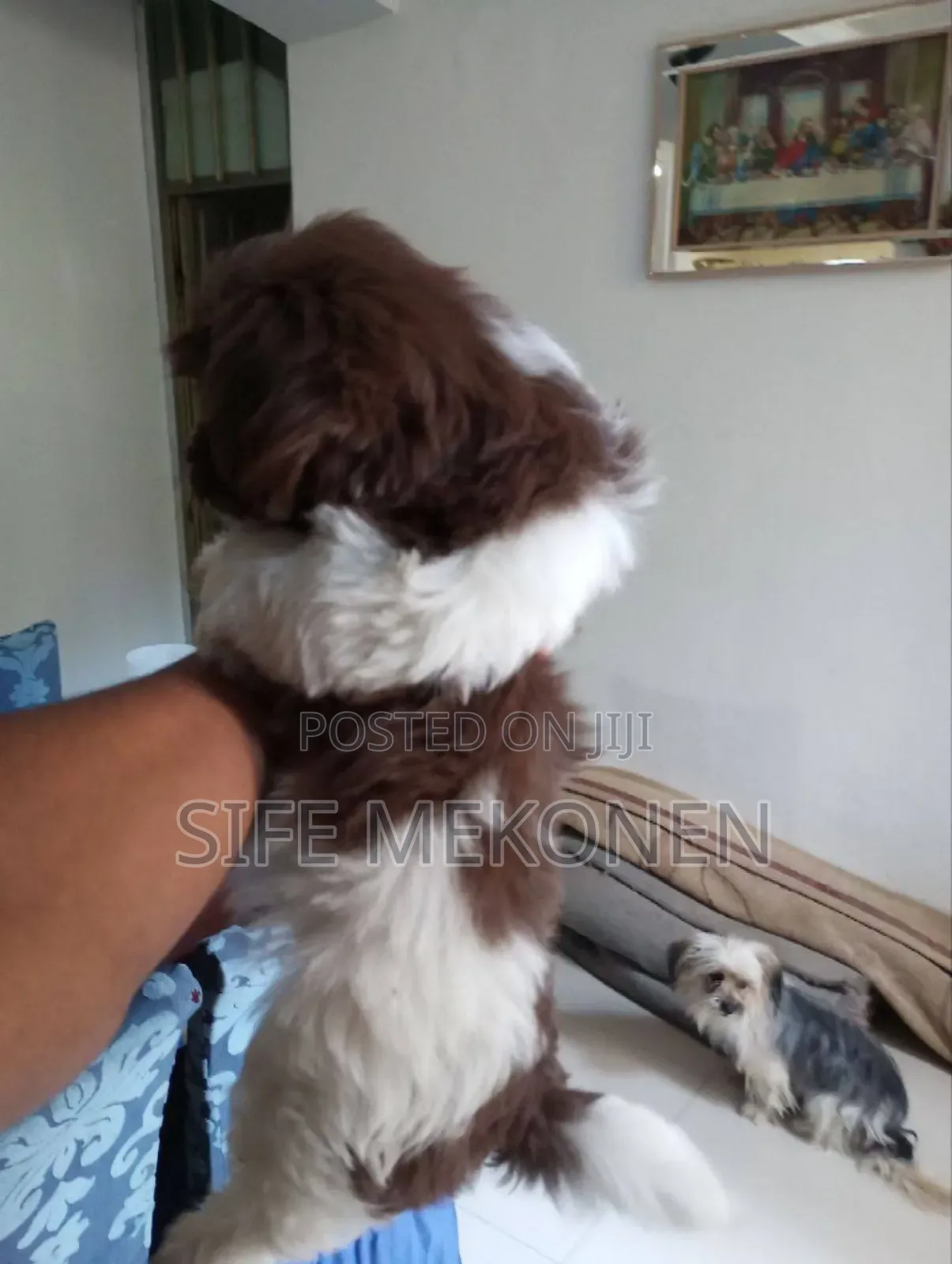 1-3 months Male Purebred Shih Tzu
