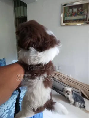 1-3 months Male Purebred Shih Tzu