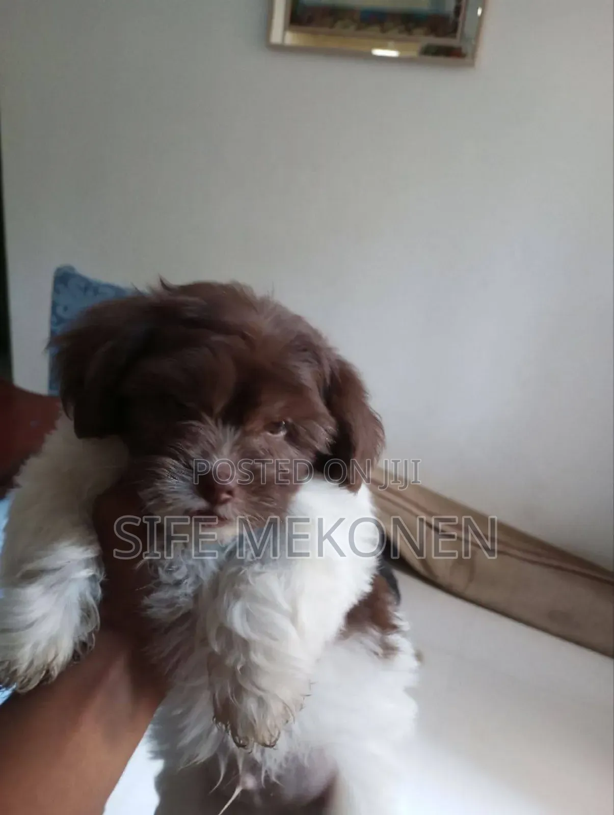 1-3 months Male Purebred Shih Tzu