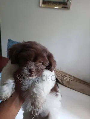 Photo - 1-3 months Male Purebred Shih Tzu
