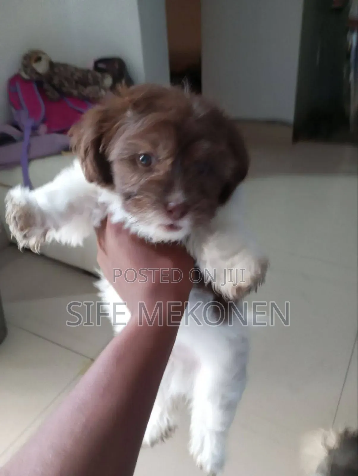 1-3 months Male Purebred Shih Tzu