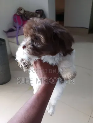 1-3 months Male Purebred Shih Tzu