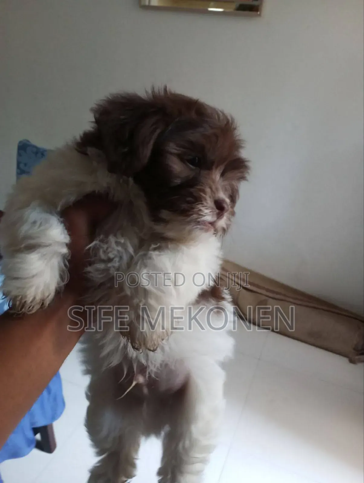 1-3 months Male Purebred Shih Tzu