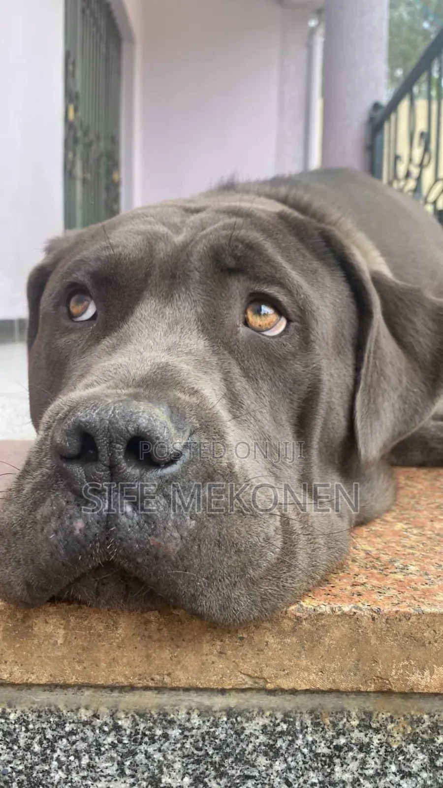 1-3 months Male Mixed Breed Bullmastiff