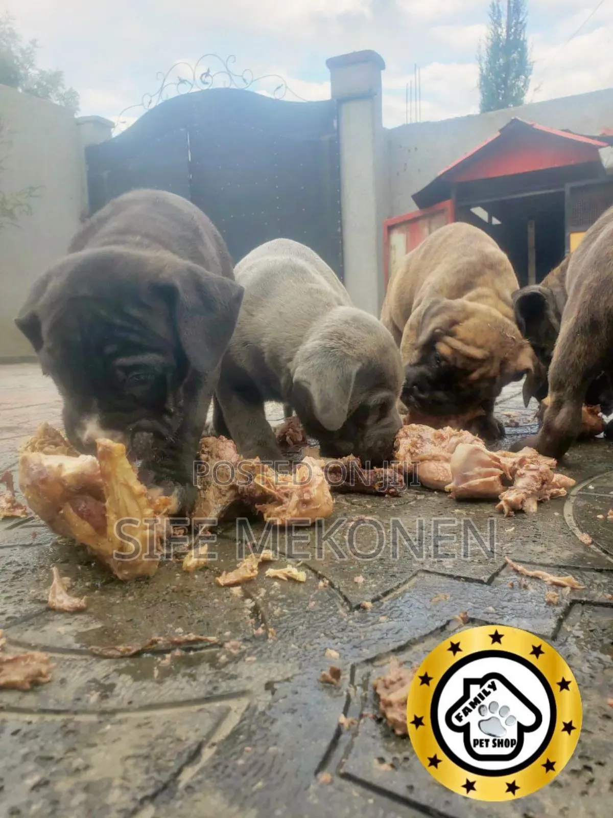 1-3 months Male Mixed Breed Bullmastiff
