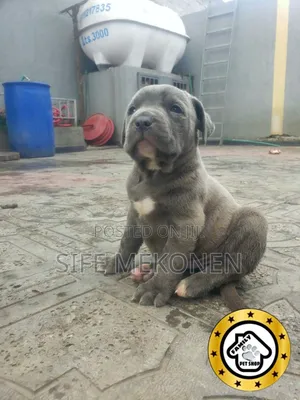 1-3 months Male Mixed Breed Bullmastiff