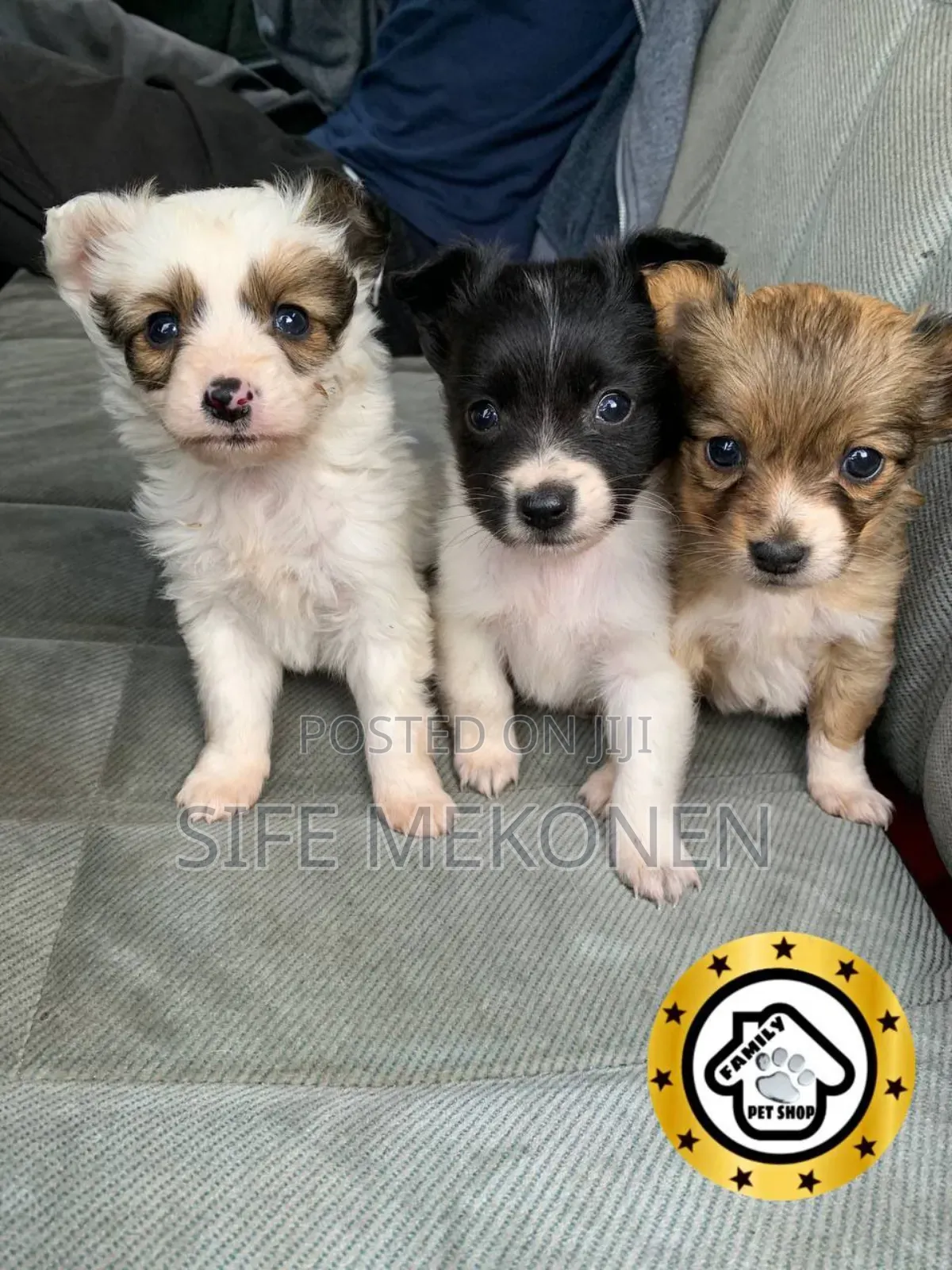 1-3 months Male Purebred Chihuahua