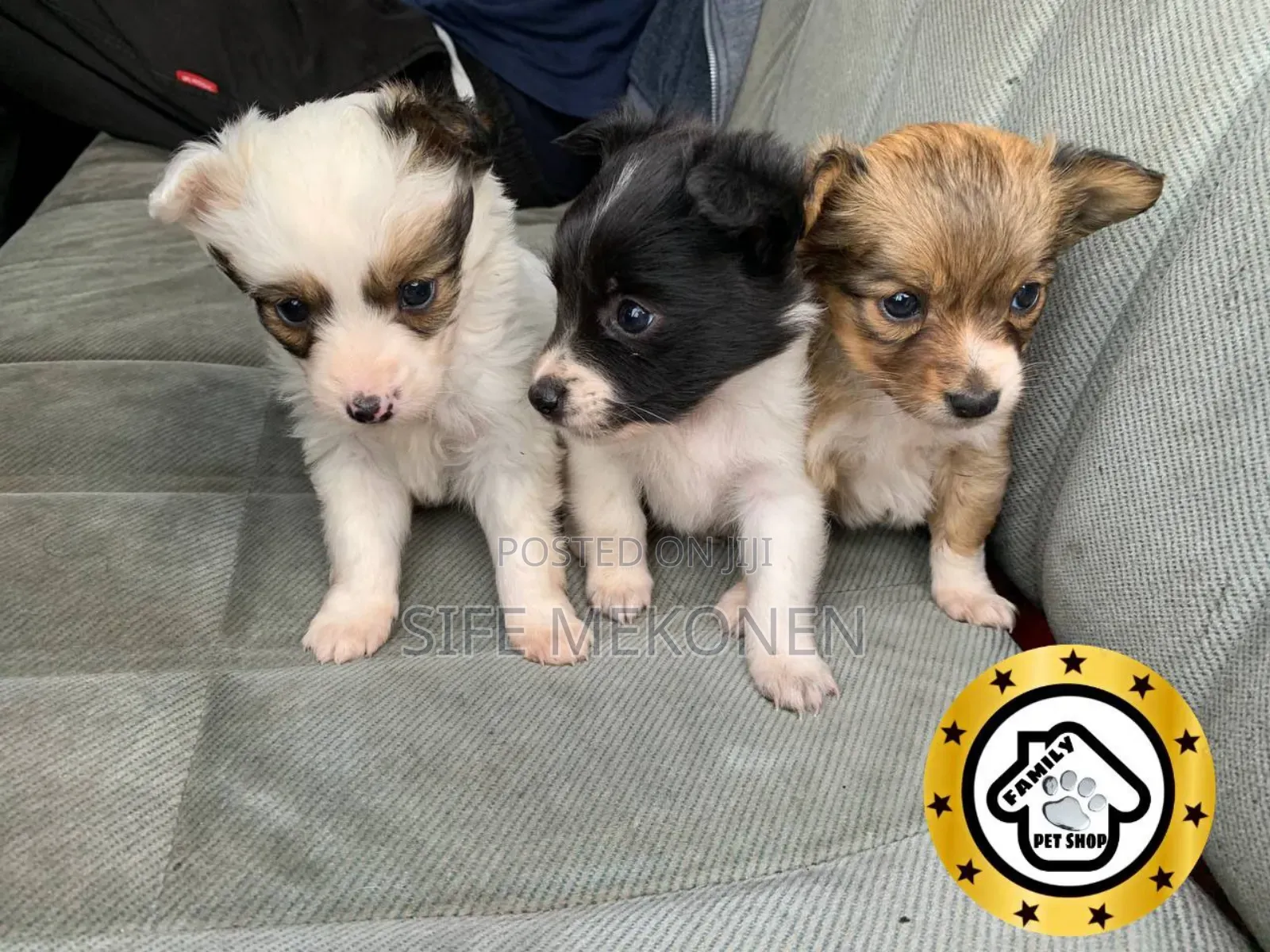 1-3 months Male Purebred Chihuahua