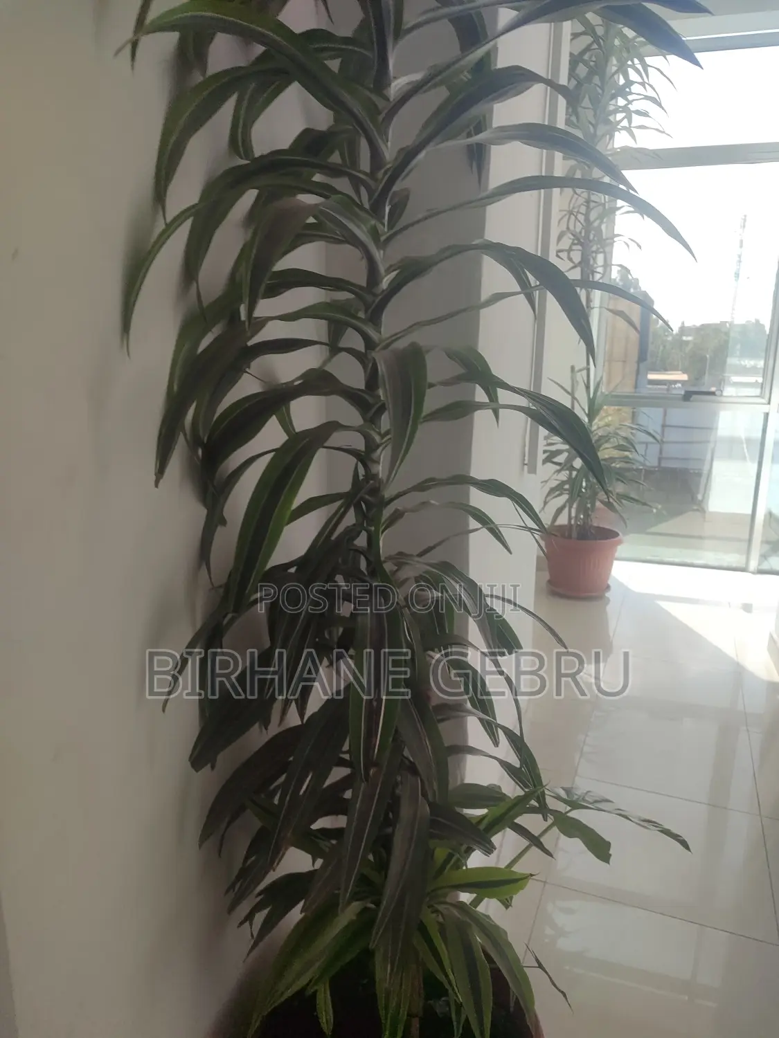 G+4 House Rent for Business or Living