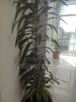 G+4 House Rent for Business or Living