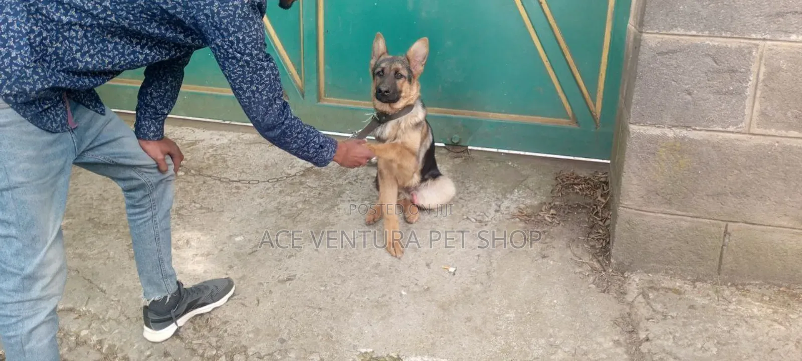 1-3 months Male Purebred German Shepherd