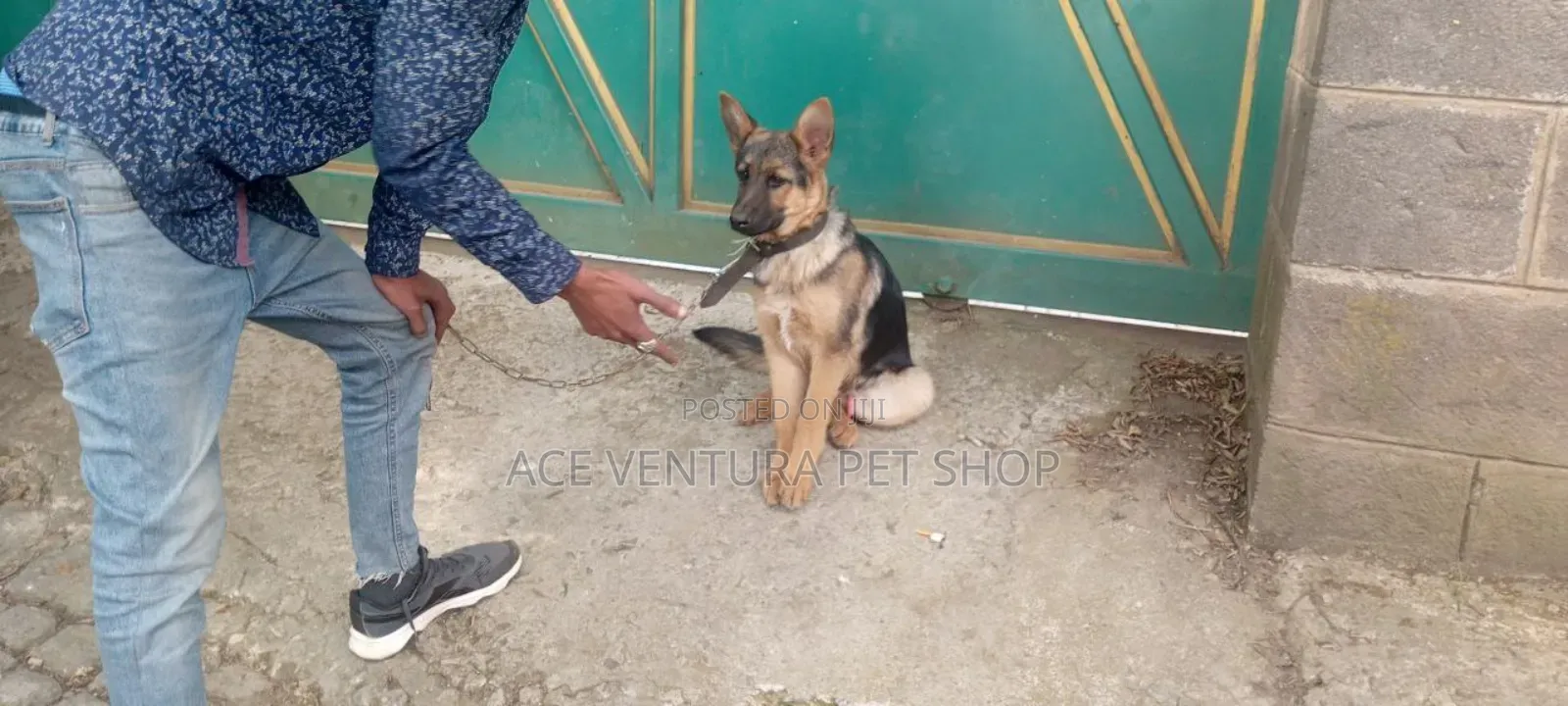 1-3 months Male Purebred German Shepherd