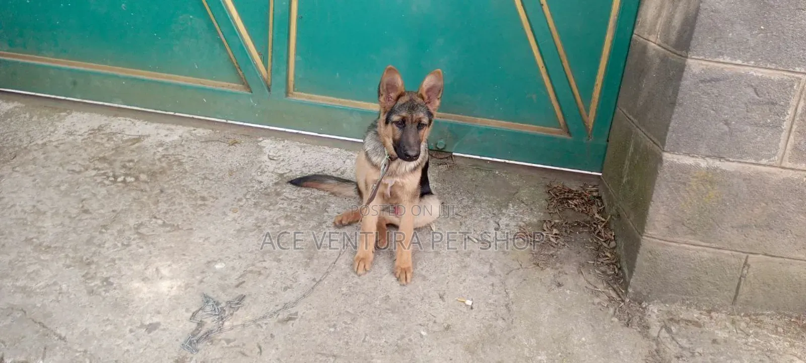 1-3 months Male Purebred German Shepherd