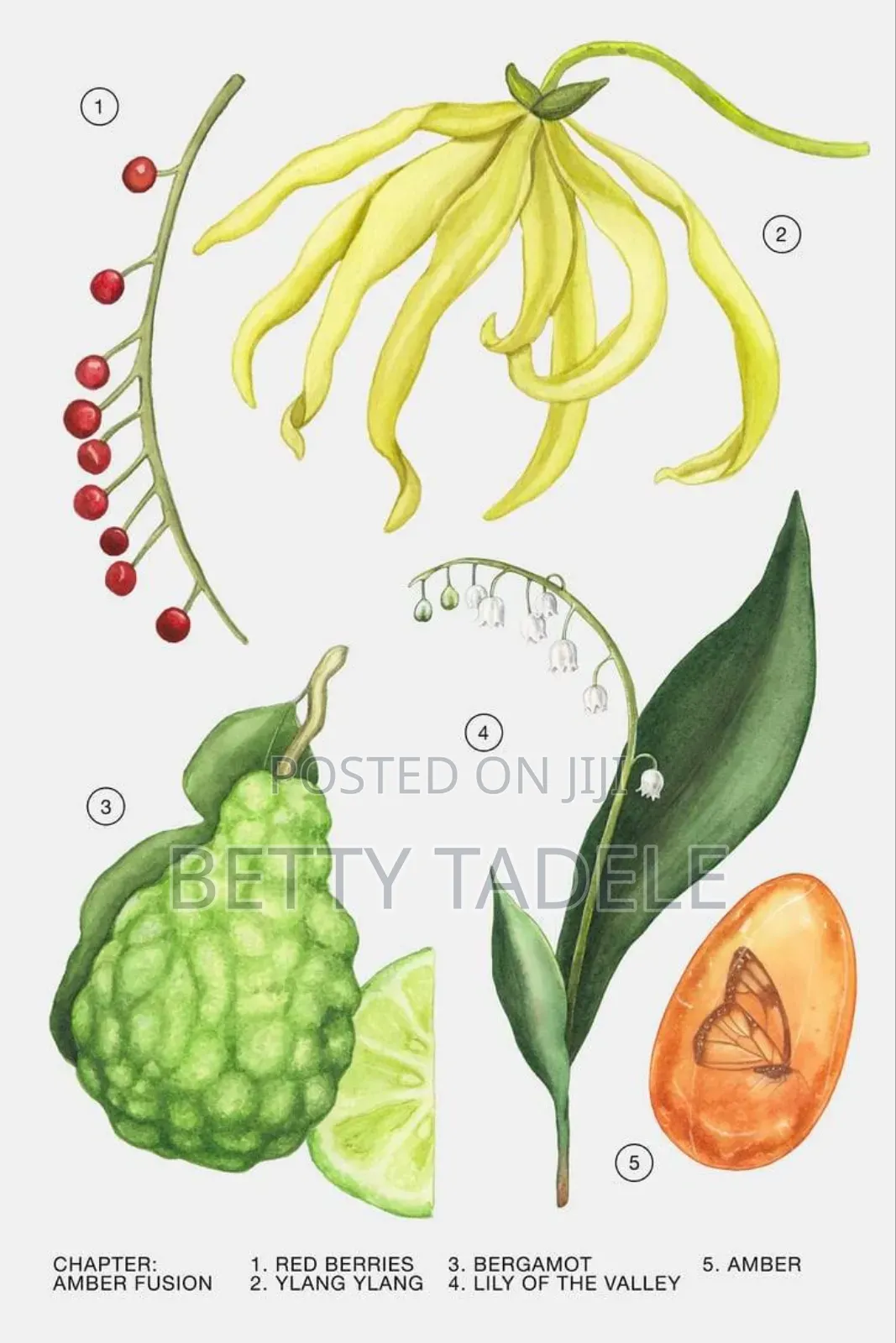 ZARA Amber Fusion EDP 80 ML (2.71 Fl. Oz).