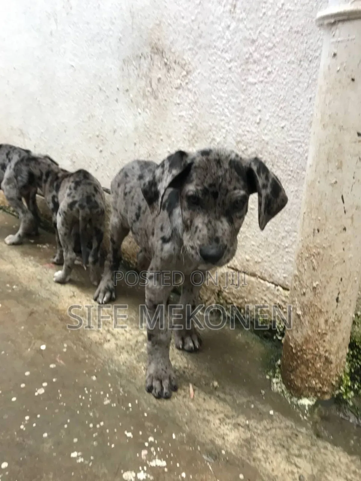 1-3 months Male Purebred Great Dane