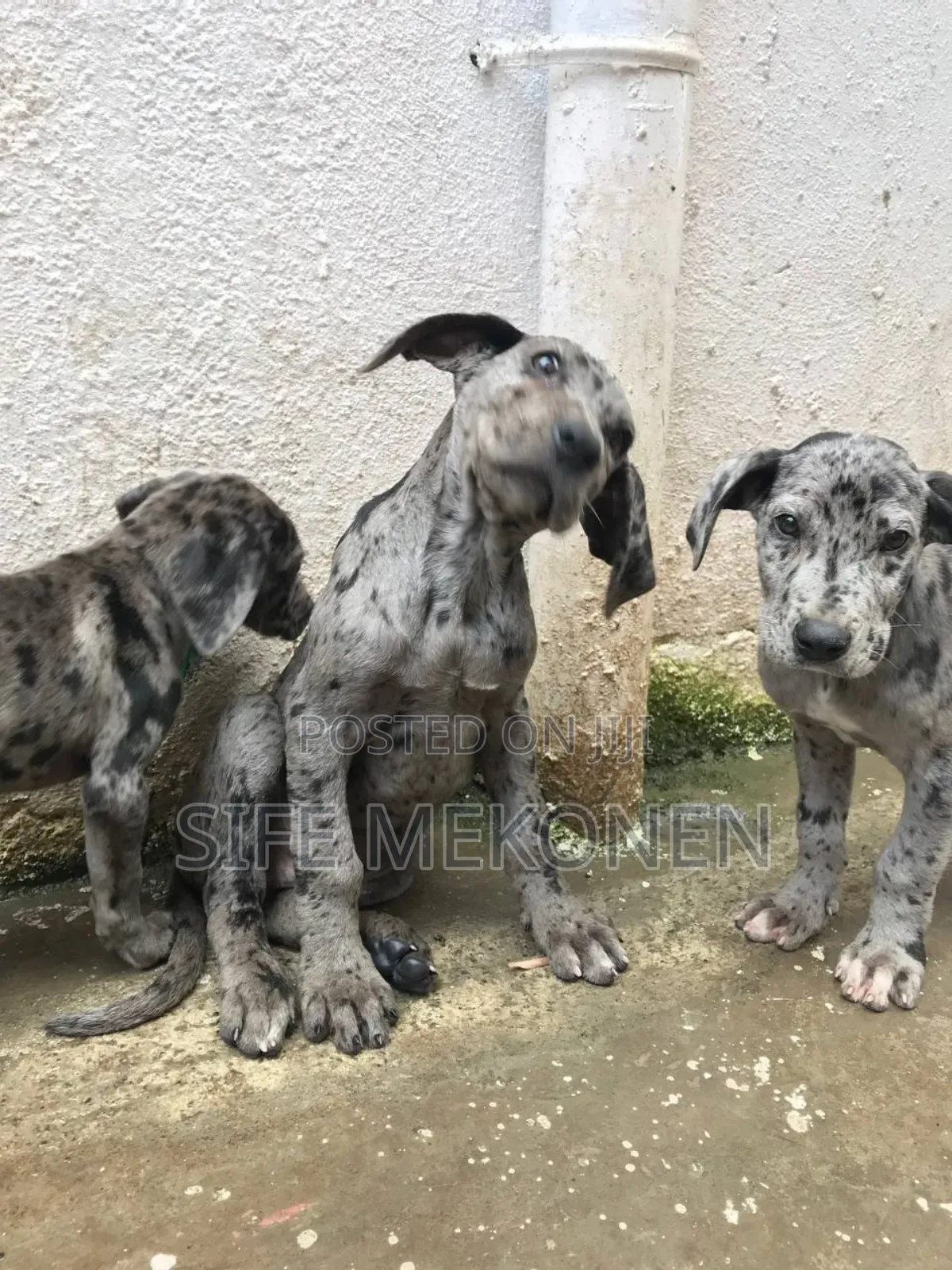 1-3 months Male Purebred Great Dane