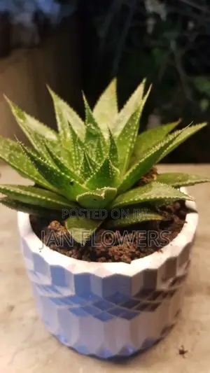 Photo - M2 Concrete Flower Pot With Natural Flower for Home Office
