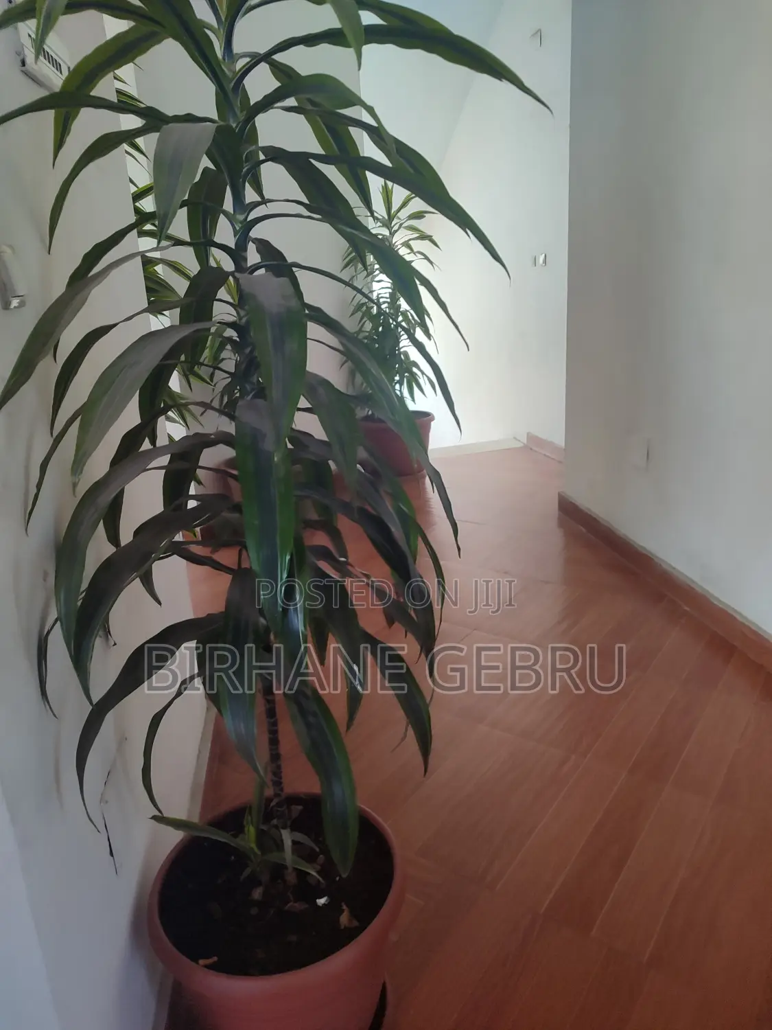 1bdrm Apartment in Apartiment, Bole for rent