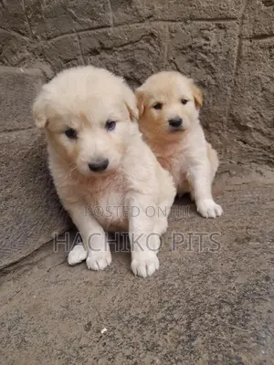 Photo - 3-6 months Male Purebred Maltese