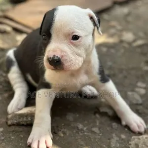 Photo - 1-3 months Male Purebred Maltese