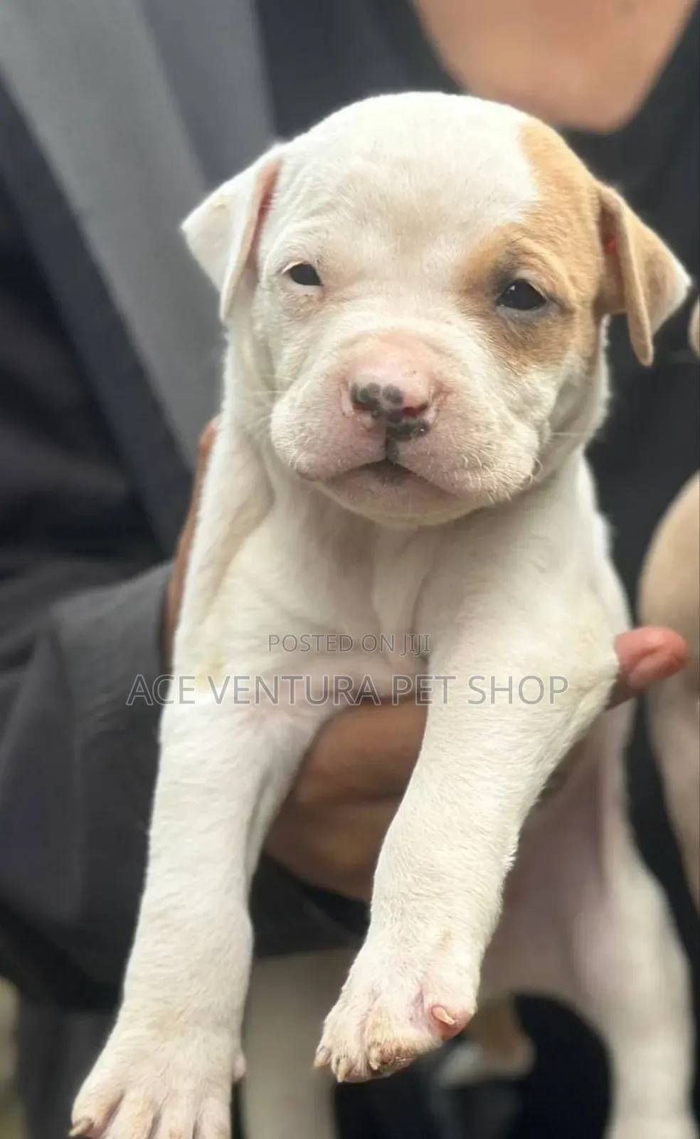 1-3 months Male Purebred Maltese