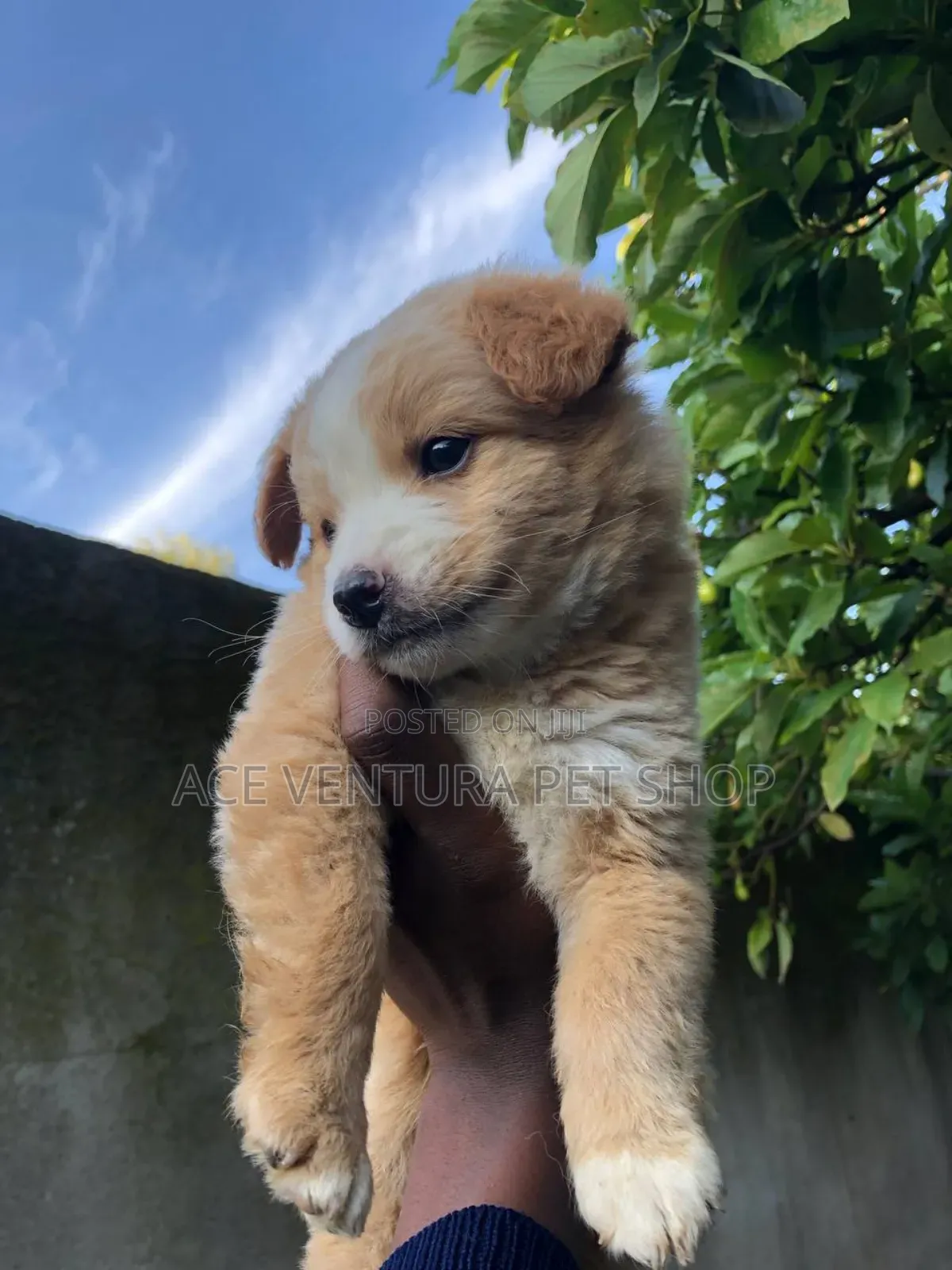 1-3 months Male Purebred Maltese