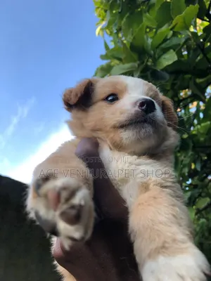 1-3 months Male Purebred Maltese
