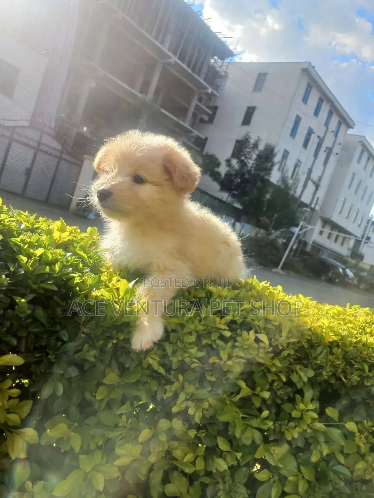 1-3 months Male Purebred Maltese