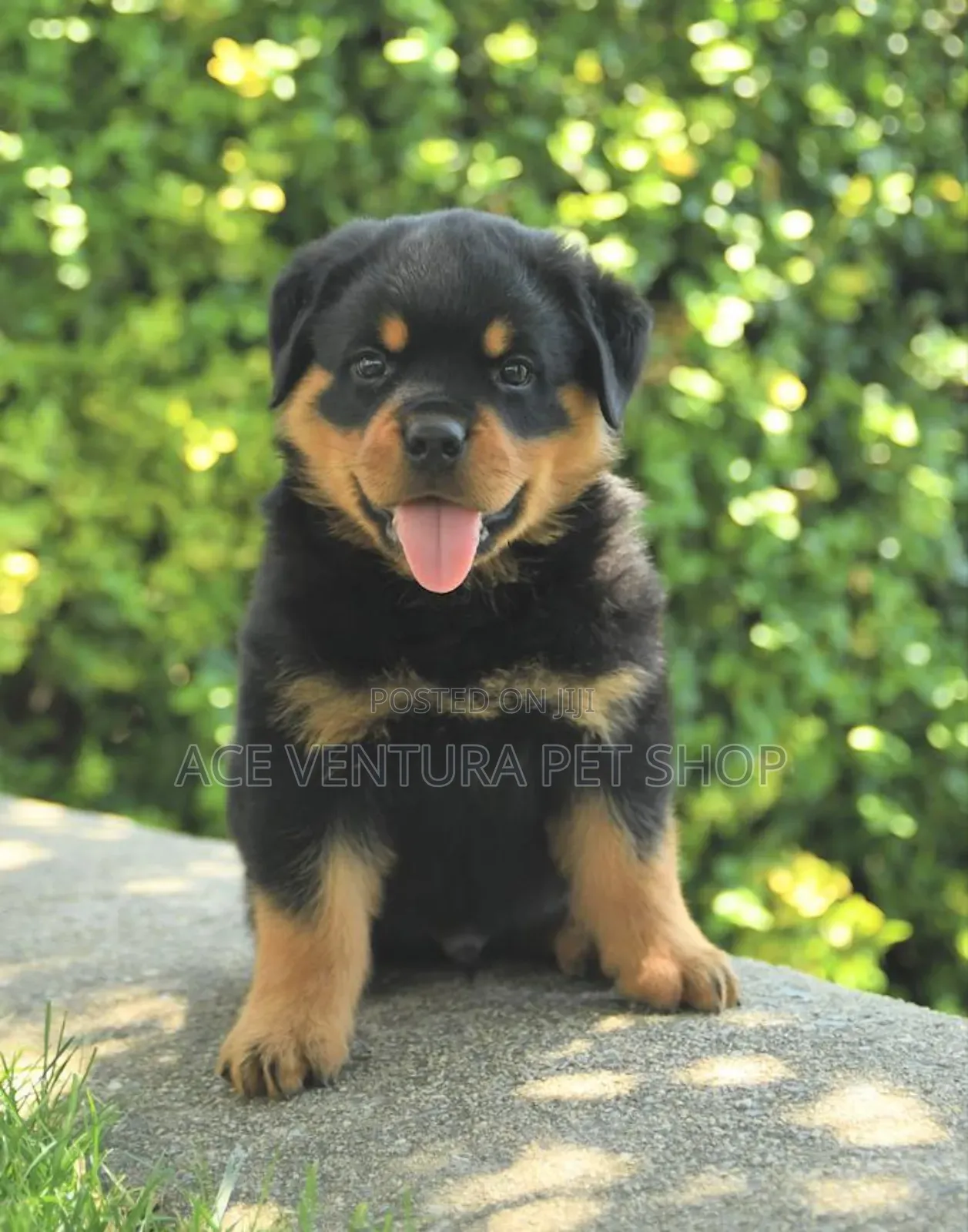 1-3 months Male Purebred Rottweiler